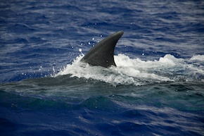 The dorsal fin of the Sei Whale is actually quite small compared to the rest of its body.